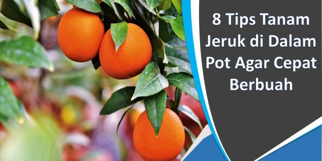 8 Tips Tanam Jeruk di Dalam Pot Agar Cepat Berbuah