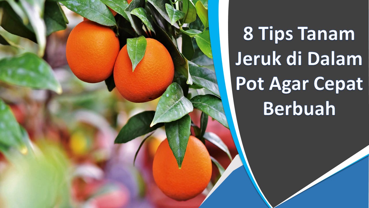8 Tips Tanam Jeruk di Dalam Pot Agar Cepat Berbuah