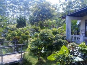 Taman ala Hutan Tropis