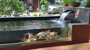Kolam Ikan Model Aquarium